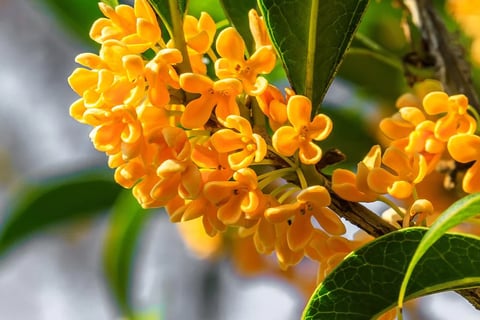 Osmanthus flowers, the inspiration of my creation: earrings.