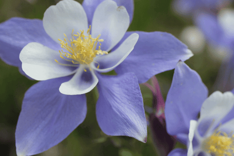 Aquilegia vulgaris with delicate, nodding purple and blue flowers featuring spurred petals.
