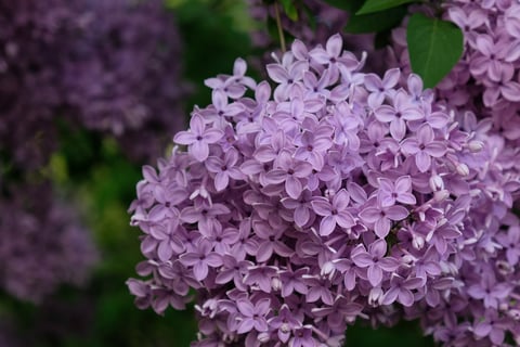 Lilac