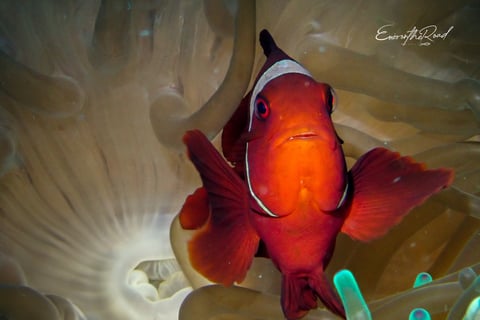Clown fish in anenome at Gili Trawangan scuba dive