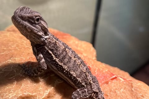 Struggling Bearded Dragon 