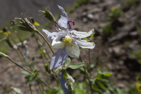 Fully Bloomed Columbine