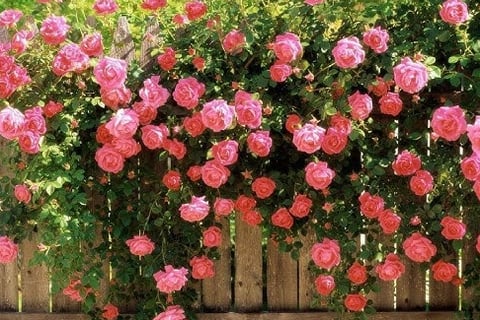 Roseira