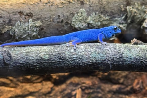 Royal Blue Lineage Male – Deep Sapphire with Bold Yellow Belly