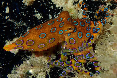 Bluering Octopus | Bogani Explorer