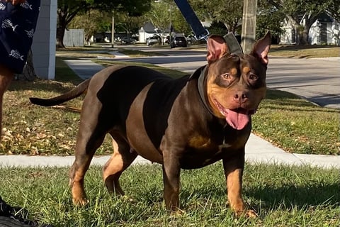XL TRI PITBULL, XL AMERICAN BULLY