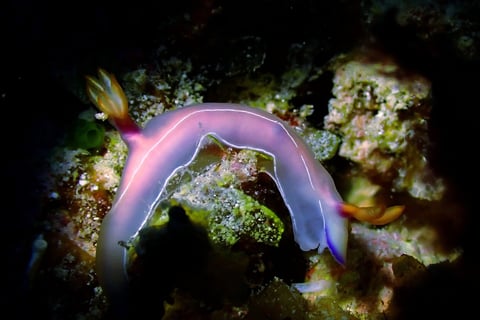 Colorful sea slug or nudibranch in Gili Trawangan Waters