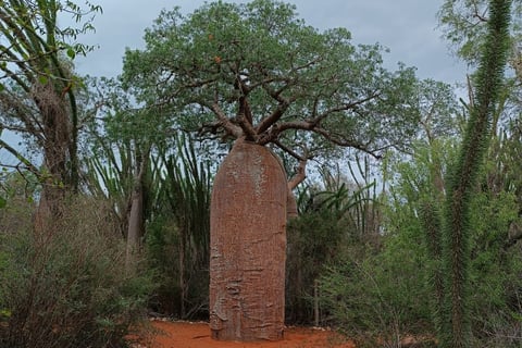 Baobab a Ifaty, Madagascar