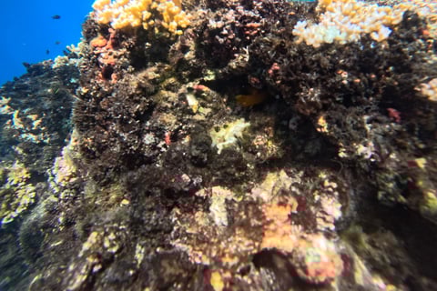 Coral Reefs in Cano Island ,Costa Rica .