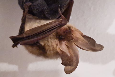 Brown long-eared bat Plecotus auritus
