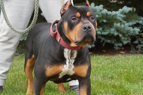 XL PITBULLS, XL AMERICAN BULLIES, TITANIUM KILO KENNELS