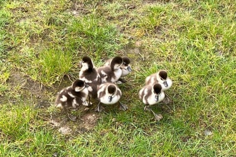 A group of six tiny goslings, lost and looking for mum and dad