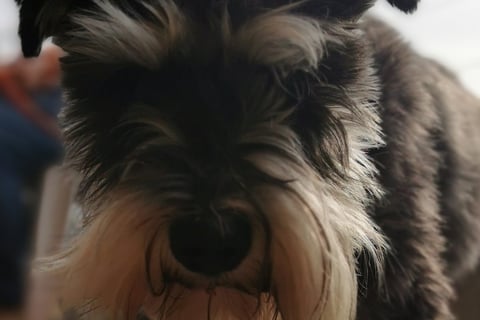 Woof Feedback is important to us