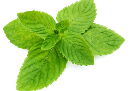 Mentha spp. with vibrant green, rounded leaves and a dense, spreading growth habit.