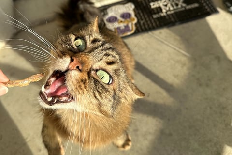 Chat mangeant un poisson