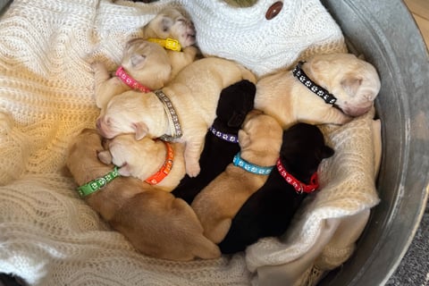 English Labradors with new litter of puppies