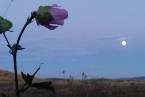 rose sauvage observant la lune au crépuscule.