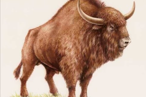 100,000-Year-Old Woolly Mammoth Bones In Russia