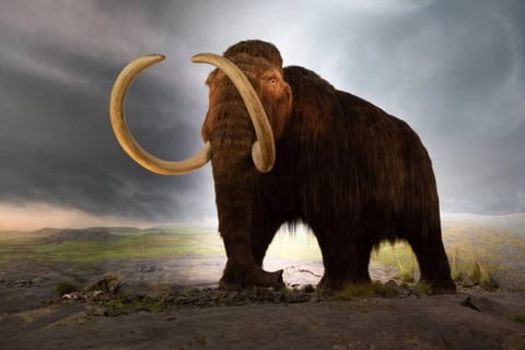 100,000-Year-Old Woolly Mammoth Bones In Russia