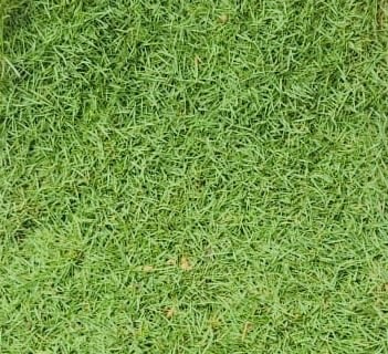 japanese grass carpet grass