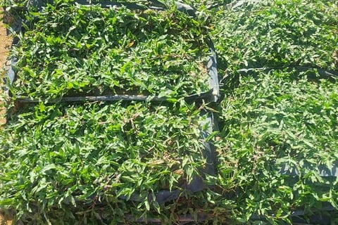 cow grass murah