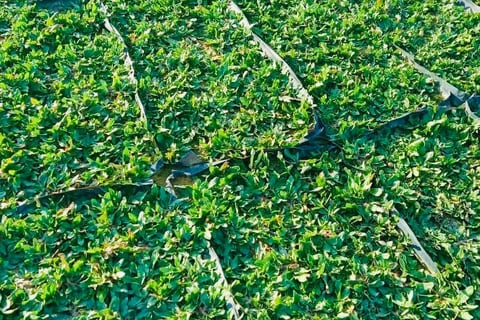 Pearl Grass Rumput Mutiara