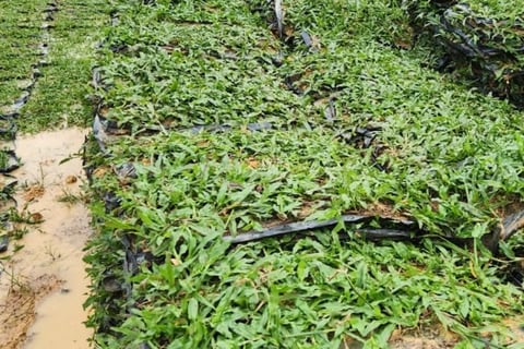 Supplier Rumput Cow Grass Murah