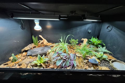 Arid Bioactive Bearded Dragon Enclosure