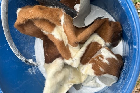 filling a barrel with water and lime to remove hair from a cow hide