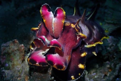 Flamboyant cuttlefish tour image