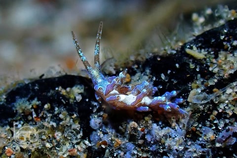 Diving Spots in the Philippines