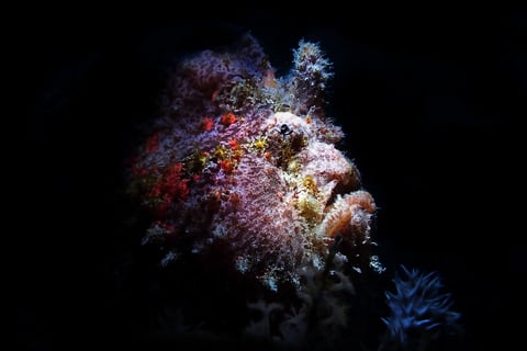 Frogfish tour 10 image