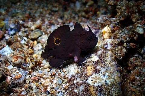 Pez rana ocelado juvenil negro