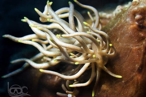 Nudibranquio jamaicano