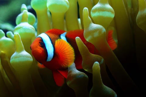 clownfish tour image