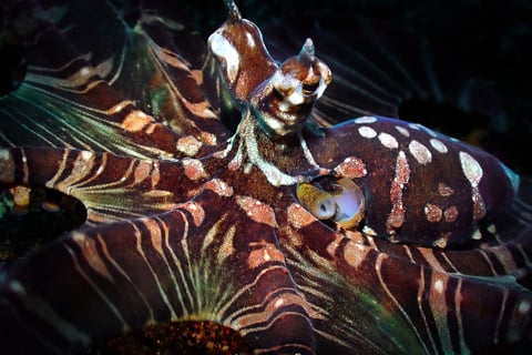 Pulpo wonder