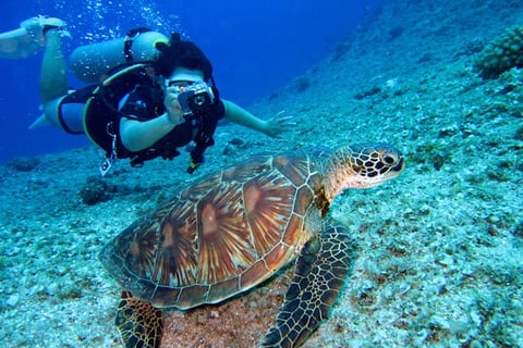 Swim With Sea Turtles
