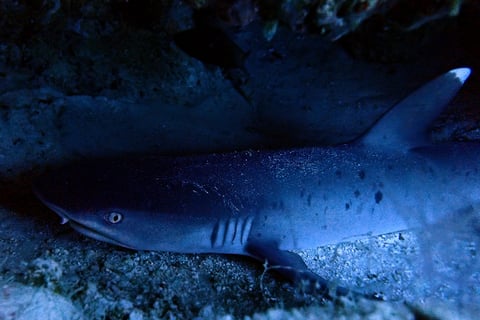 White tip shark tour 10 image