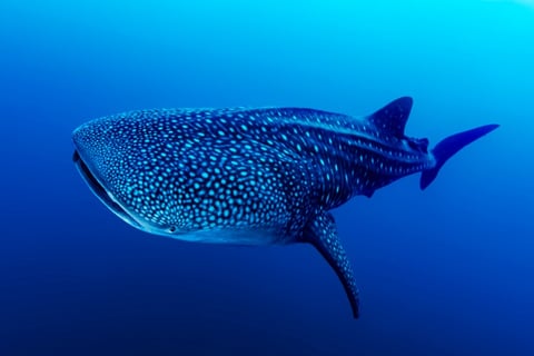 diving tour in the Philippines