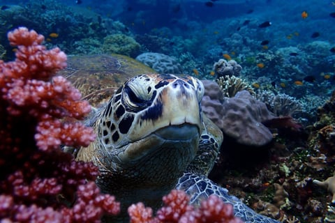 Turtle tour image