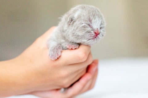 British Shorthair Kitten Fawn Color 