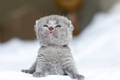 British Shorthair Kitten Blue Color