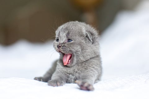 British Shorthair Kitten Blue Color 