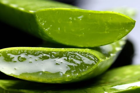 a close up of a sliced up aloeeler of aloeolum