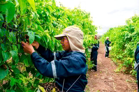 negocio-y-valores-alfredo-tapia-rizzo-cultivos-11