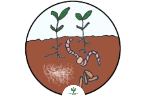 Soil Food Web 