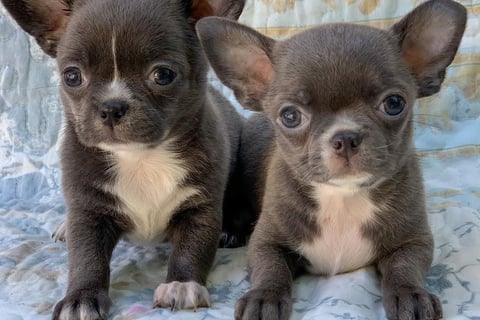 Toy Chihuahuas are sitting on a bed