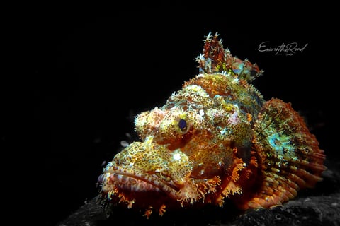 Stone fish camouflaged during scuba diving in Gili Trawangan