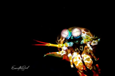 Peacock Mantis Shrimp underwater at Gili Trawangan scuba diving