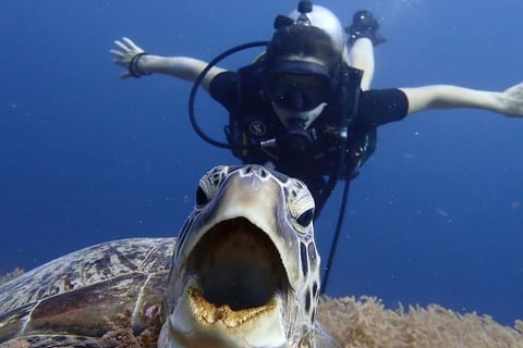 Diver above green turtle during scuba diving in Gili Trawangan